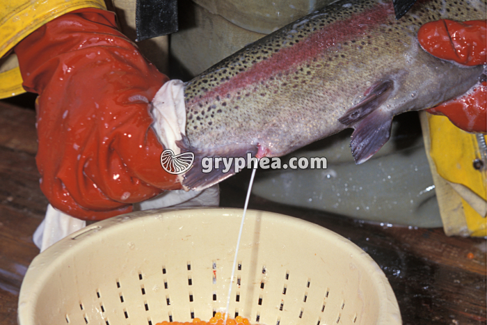 Truite - Ponte provoquée d'une truite mâle (truite arc-en-ciel) - gryphea.com